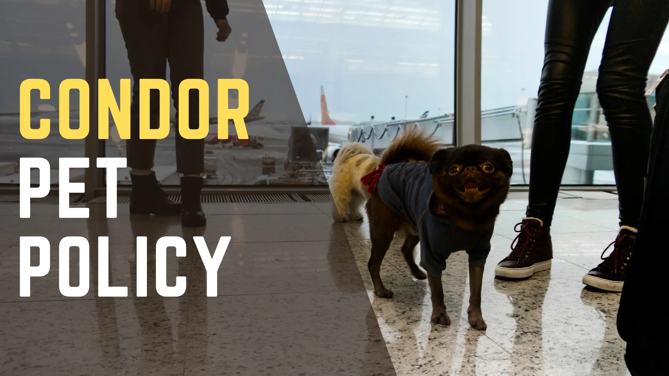 Condor Airlines Pet Policy