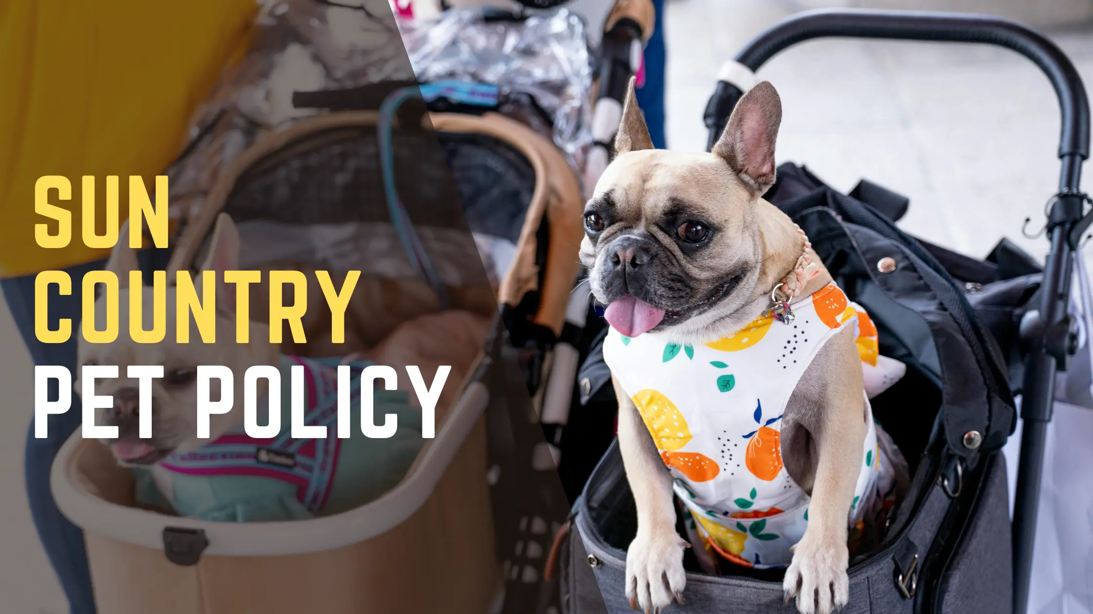 Sun Country Pet Policy