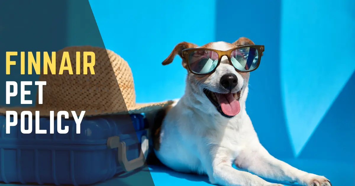 Finnair Pet Policy