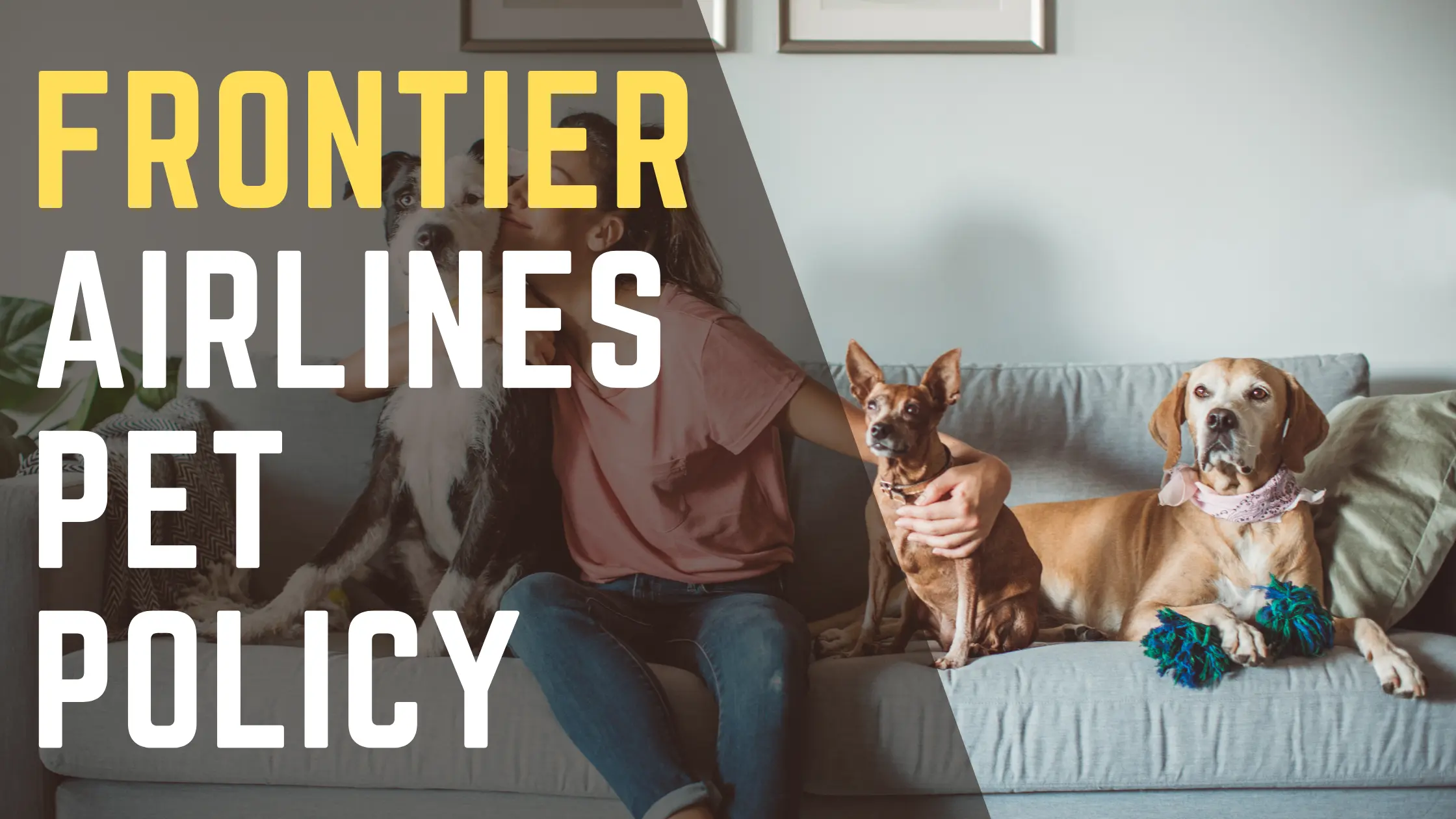 Frontier Airlines Pet Policy