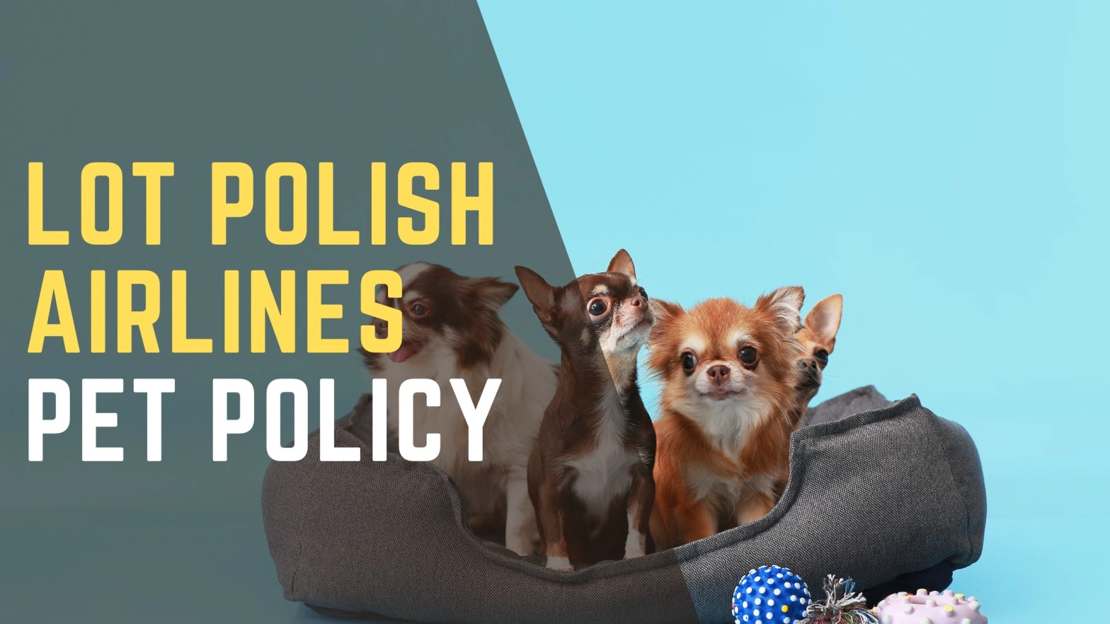 Lot Airlines Pet Policy