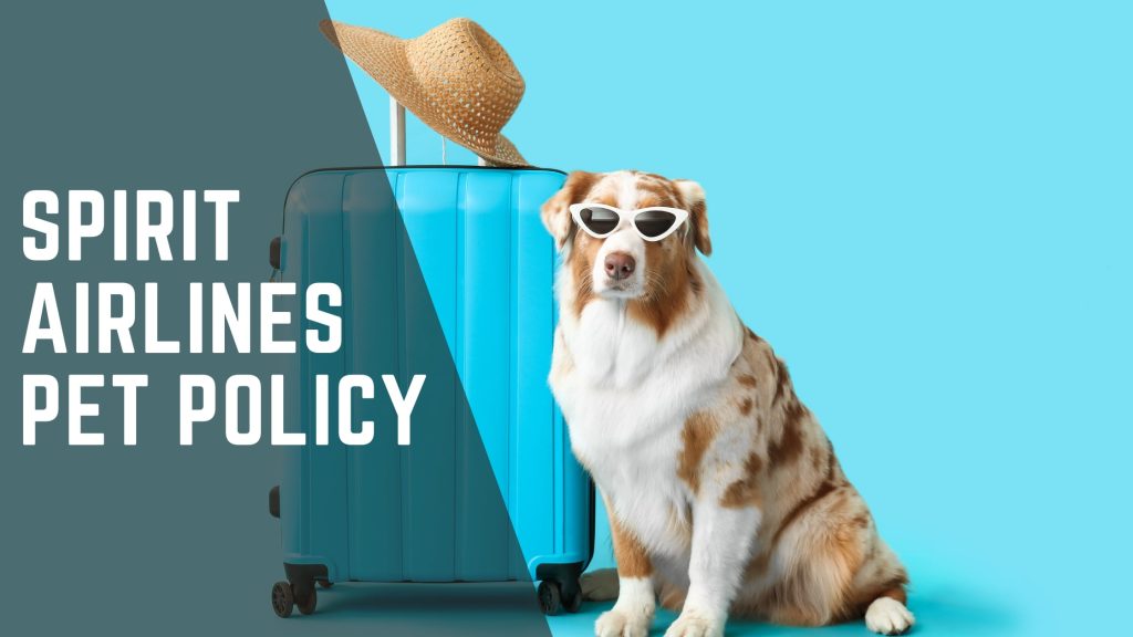 Spirit Airlines Pet Policy
