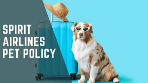 Spirit Airlines Pet Policy