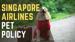 Singapore Airlines Pet Policy